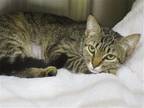 Adopt KIWI a Brown or Chocolate Domestic Mediumhair / Mixed (medium coat) cat in
