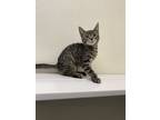 Adopt Paisley a Brown Tabby Domestic Shorthair (short coat) cat in Dartmouth