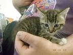 Adopt BUGGS a Domestic Mediumhair / Mixed (medium coat) cat in Oroville