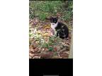 Adopt Cadillac converter a All Black Bombay / Mixed (short coat) cat in Biloxi