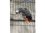 Adopt Teka a Gray African Grey bird in Grandview, MO (41471343)