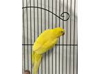 Adopt Pipita a Yellow Ringneck bird in Grandview, MO (41471342)