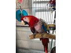 Adopt Scarlet a Red Macaw bird in Grandview, MO (41471766)