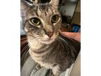 Adopt Lily a Tiger Striped Tabby / Mixed (short coat) cat in Port Hueneme