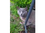 Adopt Agnes Dixon a Gray or Blue Russian Blue / Mixed (short coat) cat in