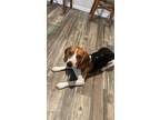 Adopt Dexter a Tricolor (Tan/Brown & Black & White) Beagle / Beagle / Mixed dog