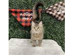 Adopt A200176 a Gray or Blue Domestic Mediumhair / Mixed (medium coat) cat in