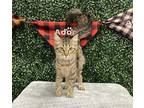 Adopt A200280 a Brown or Chocolate Domestic Mediumhair / Mixed (medium coat) cat