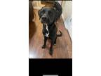 Adopt Sully a Black - with White Labrador Retriever / Mixed dog in Chapin