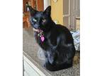 Adopt CeeAyTee a All Black Domestic Shorthair / Mixed (short coat) cat in