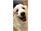 Adopt Yogi a White Great Pyrenees / Mixed dog in Cutlerville, MI (39492768)