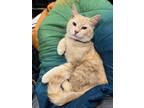Adopt James Bond a Orange or Red Tabby Tabby / Mixed (medium coat) cat in Azle
