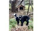 Adopt Jolie a Goat farm-type animal in Austin, TX (41471750)