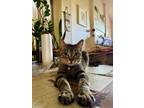 Adopt Chai a Tan or Fawn Tabby Tabby / Mixed (short coat) cat in San Antonio