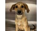 Adopt Canyon a Mixed Breed (Medium) / Mixed dog in Rancho Santa Fe