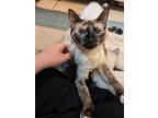 Adopt Jade a Gray or Blue (Mostly) Siamese / Mixed (short coat) cat in Goose