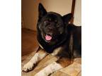 Adopt Piper a Black - with Tan, Yellow or Fawn Akita / Chow Chow / Mixed dog in