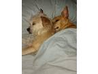 Adopt Taco and Bella (bonded pair) a Mixed Breed (Medium) / Mixed dog in Fenton