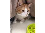 Adopt Opie a Orange or Red (Mostly) Domestic Shorthair (short coat) cat in