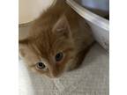 Adopt 052428 - Pete a Orange or Red Tabby Domestic Mediumhair cat in