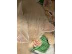 Adopt 052429 - Keaton a Tan or Fawn Tabby Domestic Mediumhair cat in