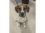 Adopt Rosie a Beagle dog in Georgetown, OH (41471683)