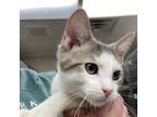 Adopt Johnny a Gray or Blue (Mostly) Domestic Shorthair (short coat) cat in