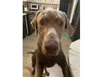 Adopt Shadow a Brown/Chocolate Labrador Retriever / Mixed dog in Menomonee