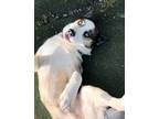 Adopt Finn a Husky / Mixed dog in Aberdeen, WA (41471706)