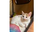 Adopt Mikey a Domestic Shorthair / Mixed (short coat) cat in Walden