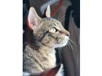 Adopt Erwin a Tiger Striped Tabby / Mixed (short coat) cat in Huntsville