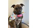 Adopt Sonny a Brindle American Staffordshire Terrier / Whippet / Mixed dog in