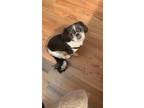 Adopt Oreo a Black - with White Shih Tzu / Mixed dog in Brookfield