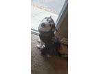 Adopt Akira a Gray/Blue/Silver/Salt & Pepper Husky / Mixed dog in Rochester