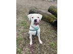 Adopt Oatmeal a Dogo Argentino