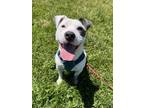 Adopt Shirley Temple a Pit Bull Terrier, Mixed Breed