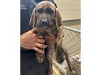 Adopt 18848 a Bloodhound, German Shepherd Dog