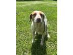 Adopt Coleen a Pointer, Mixed Breed