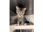 Adopt Emerald a Brown Tabby Domestic Shorthair (short coat) cat in Chippewa