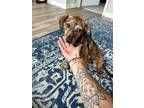 Adopt Wendy a Brindle Plott Hound / Mixed dog in Manhasset, NY (41471357)