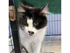 Adopt Derpa a Domestic Short Hair