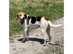 Adopt Lily a Beagle