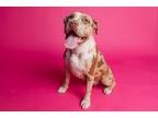 Adopt SANSA a American Pit Bull Terrier / Bull Terrier / Mixed dog in Sandusky