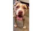 Adopt SANSA a American Pit Bull Terrier / Bull Terrier / Mixed dog in Sandusky