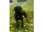 Adopt Rose a Labrador Retriever / Mixed dog in Barrie, ON (41471344)