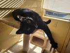 Adopt Yin a Black (Mostly) Domestic Shorthair / Mixed (short coat) cat in