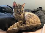 Adopt Pepsi a Tortoiseshell Tabby / Mixed (short coat) cat in Houston