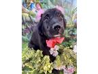 Adopt Vanessa a Black - with White Golden Retriever / Mutt / Mixed dog in