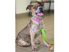 Adopt Penny a Pit Bull Terrier / Mixed dog in Roanoke, VA (41471336)