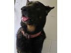 Adopt Mark a German Shepherd Dog / Mixed dog in Birdsboro, PA (41471331)
